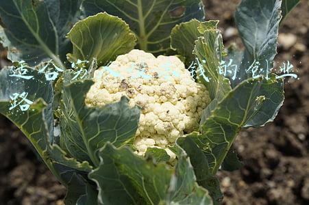 适合穷人没本钱的创业路 适合穷人没本钱的创业路