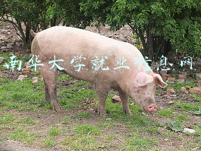 南华大学就业信息网登录入口(13422个岗位！南华大学举办春季综合双选会)