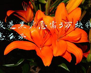 我是黑户急需3万块钱怎么办