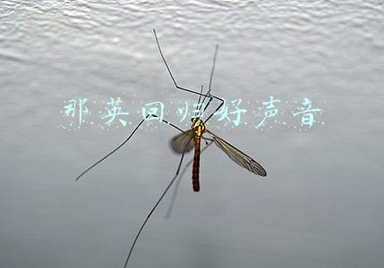 那英回归好声音