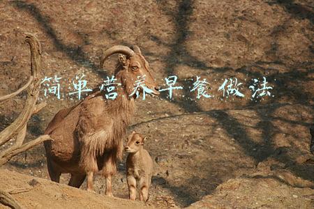 营养早餐大全及做法(一家四口的七天早餐，做法简单营养好吃！朋友惊叹：鸡蛋都不重样)