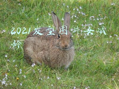 2021发型图片女减龄