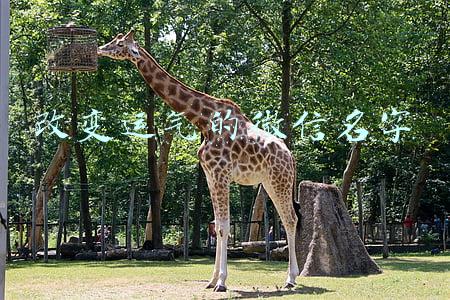 名字运气测算(好名字诱导好运气，让人早成大器)