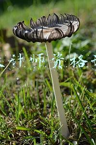 设计师资格证