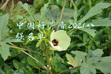 中国好声音2021八强名单