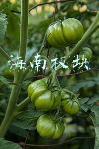 海南板块股票一览表(海南重磅利好！葫芦娃等多股直线涨停，“钢铁侠”集体爆发，10倍碳中和明星股却崩了)