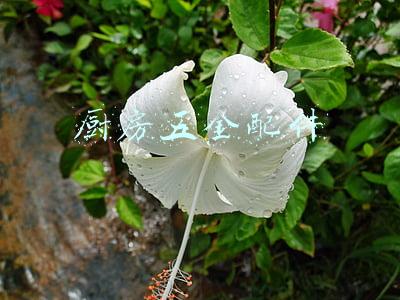 厨房五金配件在哪里买的(全屋定制五金选什么品牌划算？国产与进口相比谁更好？)