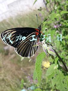 代加工项目
