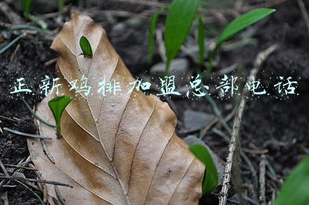 正新鸡排官方加盟电话(正新鸡排加盟费用：正新鸡排具体加盟流程，费用构成（官方）)