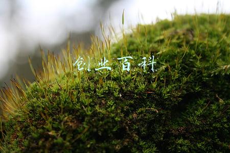 创业百科全书(你学到的可能不是知识，而是常识：常识、知识、见识、胆识)