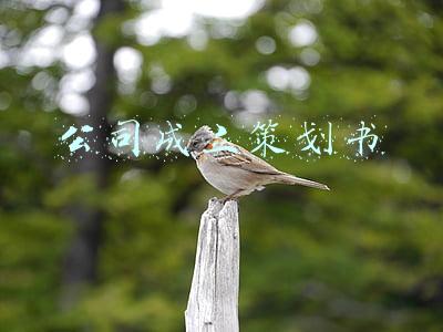 分公司成立策划书(公司开业庆典策划方案范文)