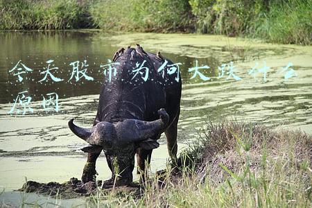 今天日股市大跌原因(今天A股跌惨了，为什么会大跌？明天还会大跌，出现黑色星期四？)