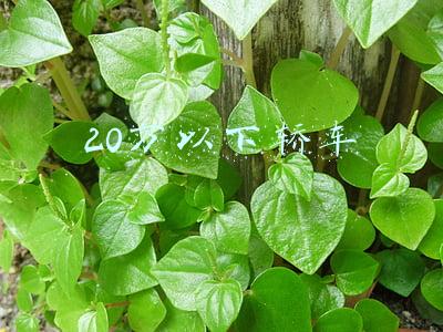 20万以下轿车静音(20多万放弃途观L、汉兰达，推荐林肯冒险家，全车多层隔音，配8AT)