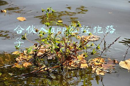 合伙人app已经跑路了