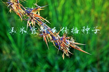 玉米靠什么传播种子的植物(玉米的起源与进化)