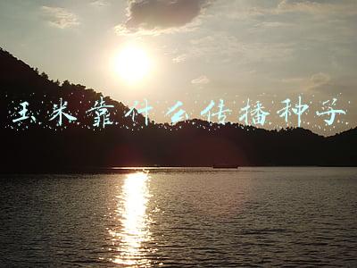 玉米靠什么传播种子