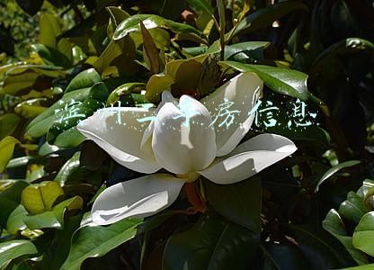 滨州二手房信息