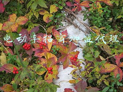 电动车招商加盟代理