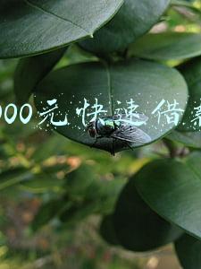 1000元快速借款