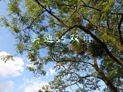 奥迪s5双门版(奥迪新双门S5搭全新发动机 百公里4.7秒)