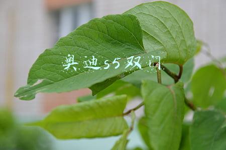 奥迪s5双门报价及图片(售价61.98万起/双门敞篷造型可选 奥迪S5正式上市)