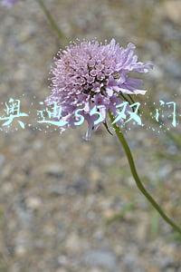 奥迪s5(V6增压高性能轿车，豪华品牌原装进口带四驱，实拍奥迪S5)