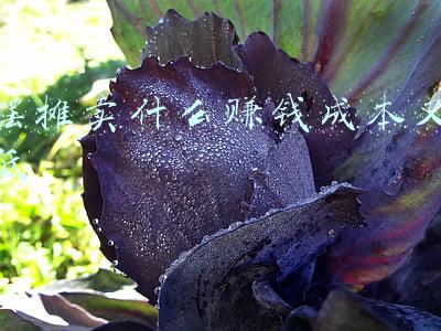 乡镇摆摊卖什么赚钱成本又低(农村乡镇最好卖最暴利的地摊货有哪些？)
