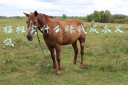 2022摆摊卖什么赚钱成本又低(2022年地摊创业)