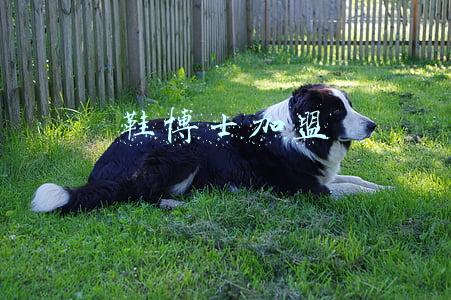 鞋博士加盟政策(“鞋博士”百问百答)