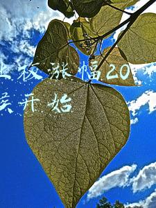 创业板涨幅20 什么时候开始
