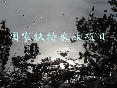 国家扶持农业项目