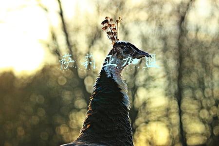 萨莉亚加盟还是直营(萨莉亚生意为什么一直火爆，而山寨版却难以维持？)