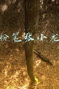粉笔张小龙申论(粉笔科技张小龙，嬉笑怒骂真朋克)
