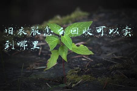 家里旧衣服怎么回收可以卖到哪里(换季旧衣不要扔，4个有偿回收渠道，一家比一家出价高)