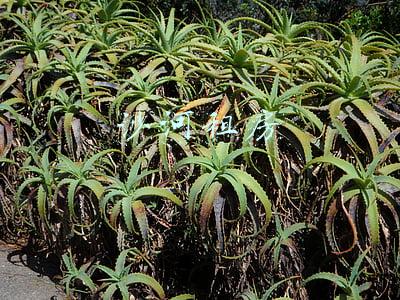 沙河租房子哪里便宜(1181套公租房周四起配租登记 最便宜户型月租金864元)