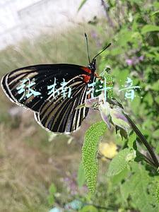 张楠 抖音