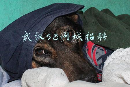 武汉58同城招聘