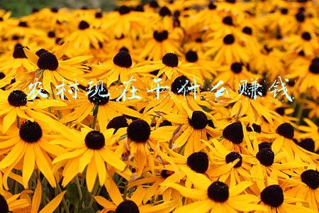 农村现在干什么赚钱最快,最多(能让农民快速发财致富的八大行业，有哪些呢？)
