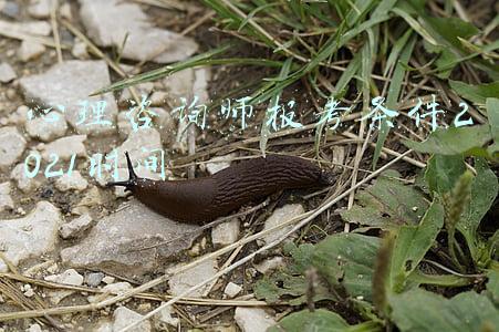 心理咨询师报考条件2021时间
