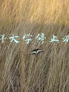 湖畔大学停止办学