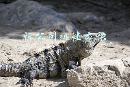 新公司组建方案的格式(公司章程（含模板）)