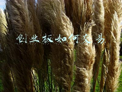 创业板如何交易