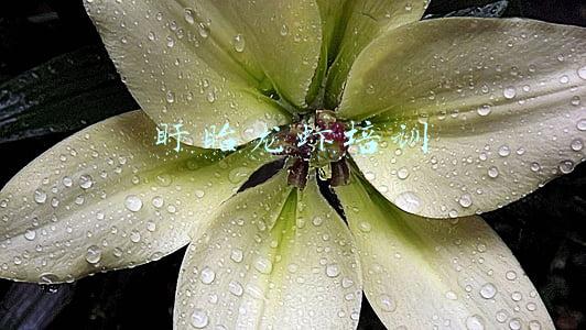 盱眙龙虾培训学校哪家好(中国第一所龙虾创业学院横空出世)