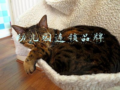 幼儿园连锁品牌排行(2022年度幼儿园家具行业品牌榜)