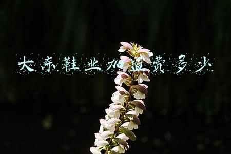 大东鞋加盟利润怎么样(大东年入50亿 活成莆田鞋最可怕的对手)