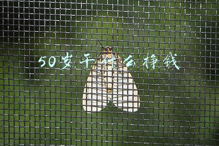 50岁干什么挣钱