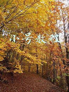 小号教程