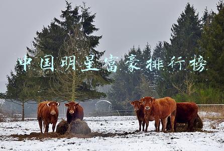 中国富豪榜2021排行榜(2021福布斯中国内地富豪榜发布，湖南这些富豪上榜)