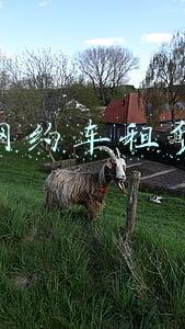 上海网约车租赁公司靠谱吗(涉案超千万！上海网约车市场现“套路租车”诈骗，这种合同有猫腻)