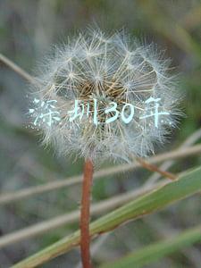 深圳30年